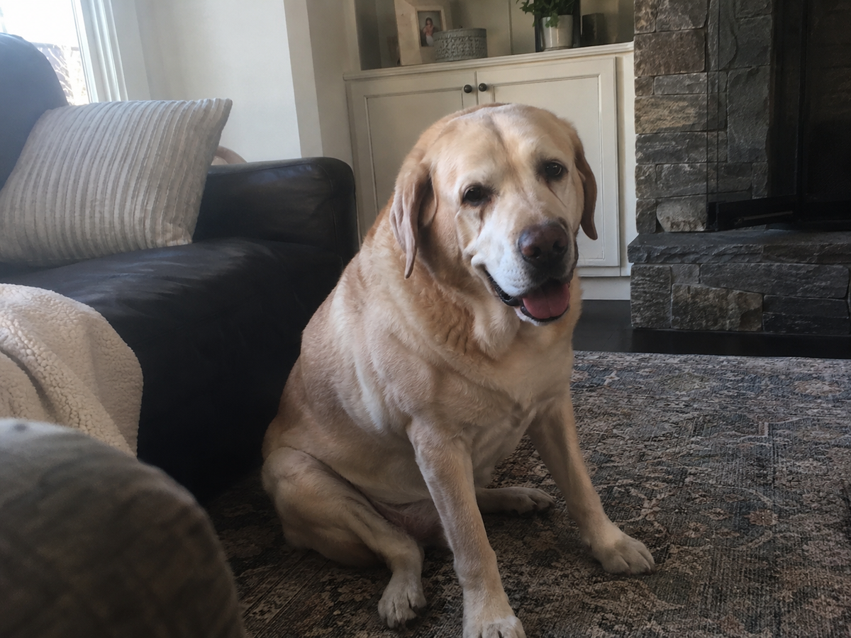 Older dog having difficulty getting up