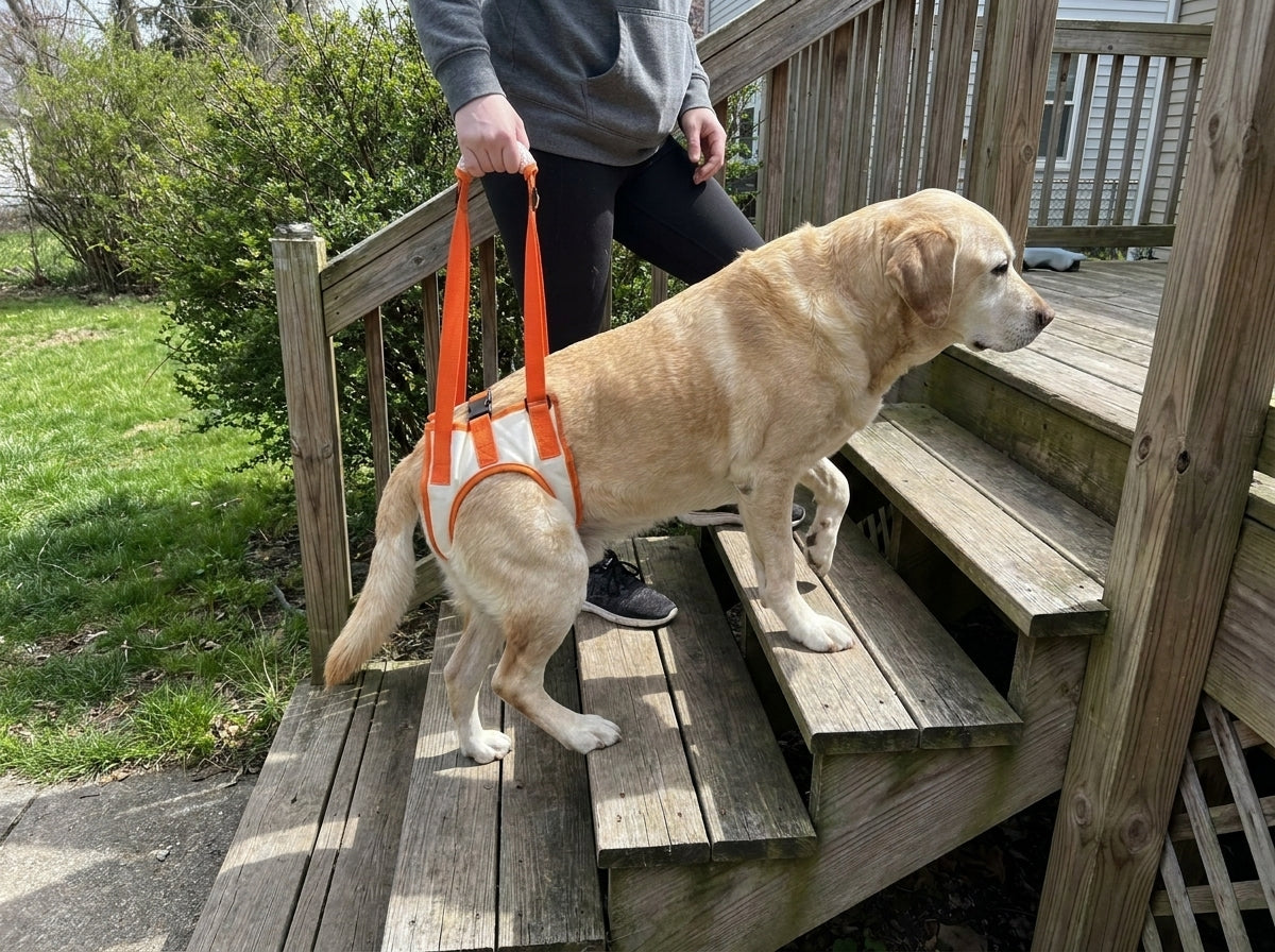 Dog using the Rear Support Harness